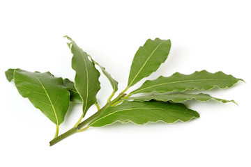 twig of bay leaf isolated on white background