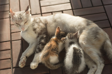 mother cat breastfeeding