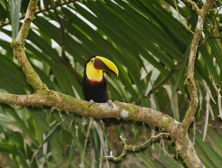 Swainsons Toucan, Costa Rica