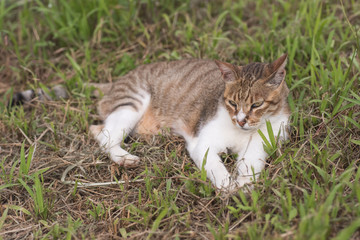 Naklejka na ściany i meble cat sitn on grass