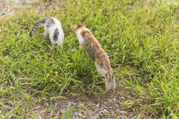 cat play in the outdoor