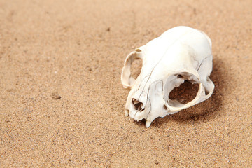 Fototapeta na wymiar Skull of cat is half-buried in desert sand