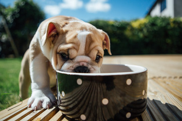 Cute puppy Bulldog is thirsty