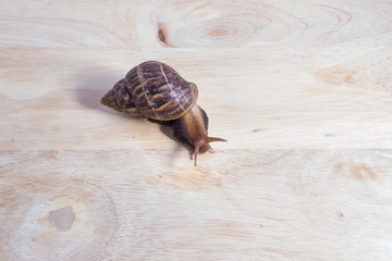 snail on wood