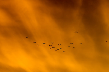 The birds are flying back to the nest in the evening.
