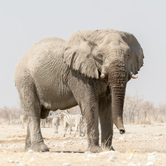 Lonely Elephant at a waterhole with zebras in the background