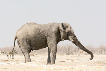 Lonely Elephant at a waterhole with zebras in the background
