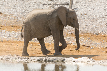 Calf of african elephant at a waterhole