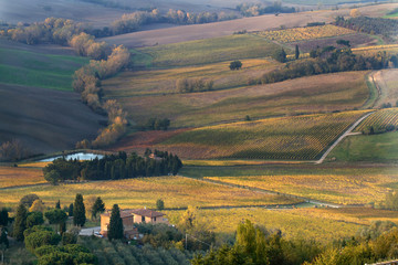tuscany landscape of vineyard