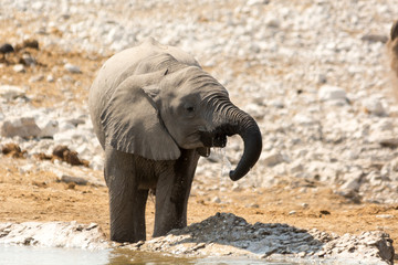 Fototapeta na wymiar Calf of african elephant at a waterhole