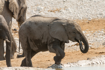 Obraz premium Calf of african elephant at a waterhole