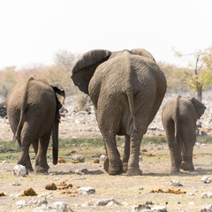 Elephant family with calf at waterhole