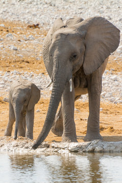 Fototapeta Elephant family with calf at waterhole