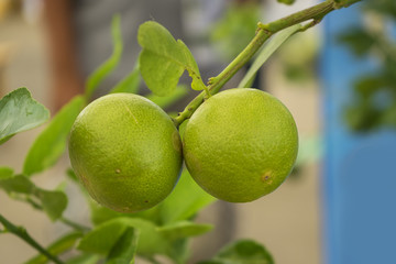 Lime/Lemon Tree