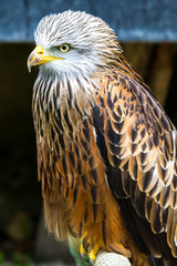 Rotmilan - Milvus milvus