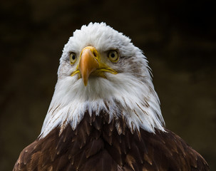 Weißkopfseeadler - Haliaeetus leucocephalus