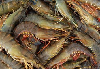 Fresh raw colorful tiger shrimps as background
