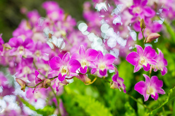 Beautiful Violet Orchid Flowers in the garden