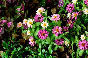 Zinnias