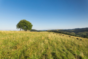 Flock of sheep in the meadow among the mountains