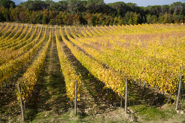 tuscany vineyard near siena