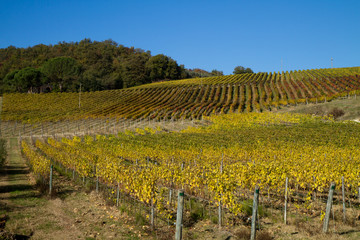 Fototapeta na wymiar tuscany vineyard during the fall season