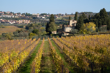 Fototapeta na wymiar tuscany landscape of the vineyard in fall season