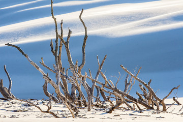 beautiful view of the coastal dunes