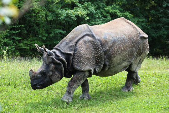 Nashorn - Rhinocerotidae