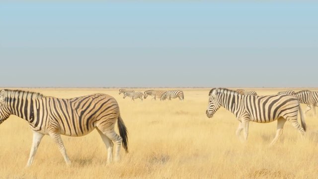 herd of zebras walking through the savannah at the etosha national park namibia africa uhd 4k