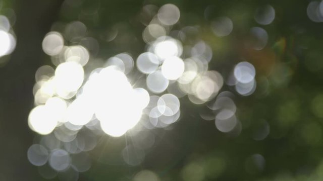 Spots of light coming through the trees and glimmering as the branches move above.