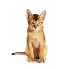 wild color abyssinian kitten 3 month sitting on white background looking to camera