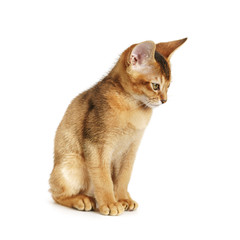 wild color abyssinian kitten 3 month sitting on white background looking to camera