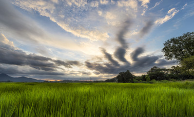 Fototapeta na wymiar rice fields in countryside and sunset