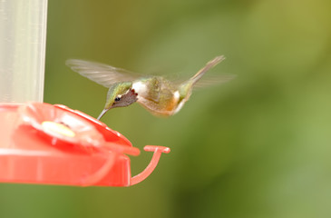 Resting Hummingbird