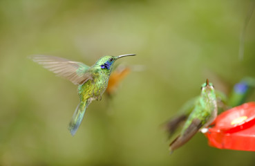 Green-crowned Brilliant Hummingbird, Costa Rica