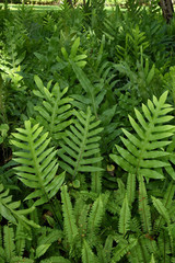 Fern leaves