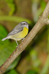 Bananaquit, Costa Rica
