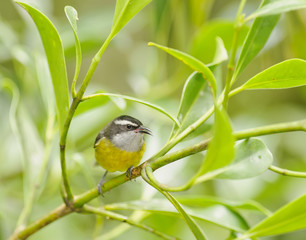 Bananaquit, Costa Rica