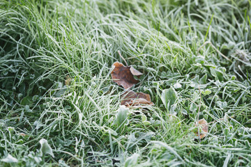 frosted fall leaves on the grass in the morning