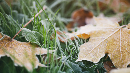 frosted fall leaves on the grass in the morning