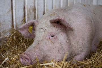 Pig in pen