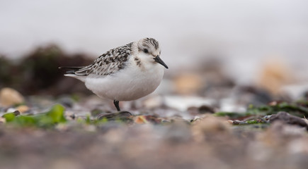 Sanderling, Calidris alba