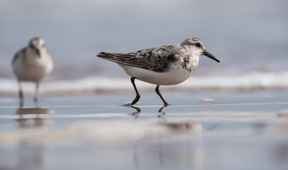 Sanderling, Calidris alba