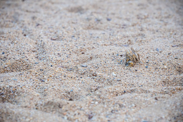 Bones of birds placed on the sand