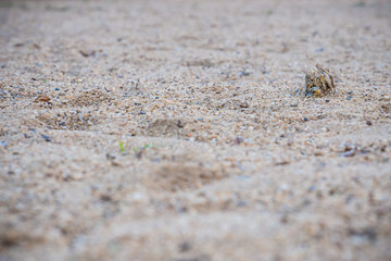 Bones of birds placed on the sand