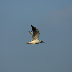 bird gull