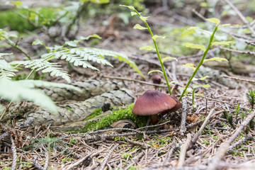 Cortinarius in the pine needles beneath the ferns in blueberries.