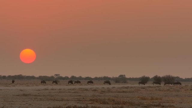 herd of buffalos migration crossing savannah at the sunset big sun on background
