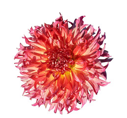 Red dahlias after the rain isolated on white background